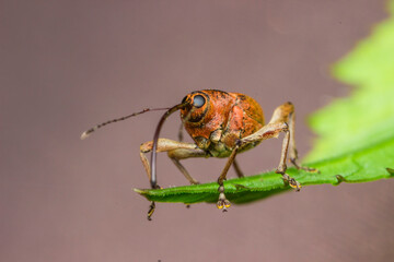 The walnut weevil on a green leaf in a very close-up on a blurred pale purple background. © AlMacro