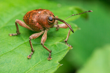 Curculio nucum Close-up view from the front. Pest of hazelnut and acorn crops © AlMacro