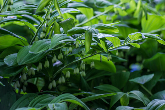 Solomon's seal row of white flowers of a medicinal garden plant in close-up view