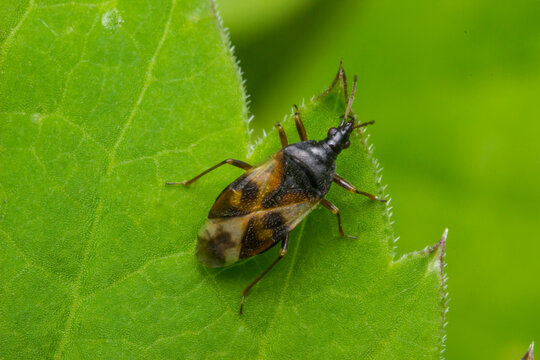 flower bug taken in close-up from above on a blurred dark background on a green leaf.