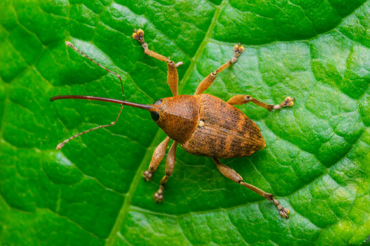 Hazel weevil on a green leaf, taken in close-up from above, in a blurred image