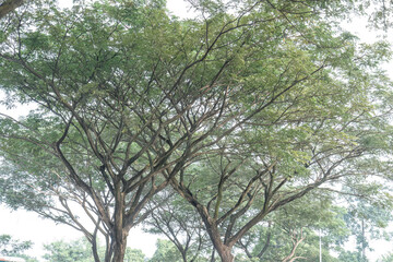 Fototapeta premium Expansive tree canopy over road for urban shade visuals. Green corridor scene suits sustainable transport branding. Mature branches create natural roof for city planning