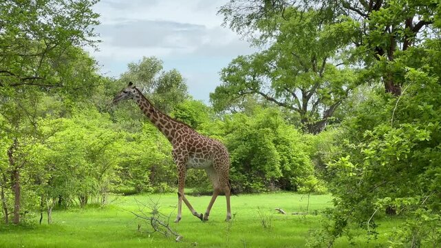 Thornicroft's giraffe (Giraffa camelopardalis thornicrofti) walking in South Luangwa National Park in the beginning of wet season. Zambia.