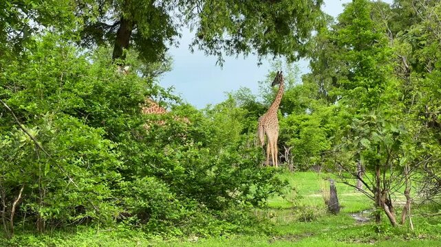 Thornicroft's giraffes (Giraffa camelopardalis thornicrofti) eating fresh green leaves in South Luangwa National Park in Zambia.