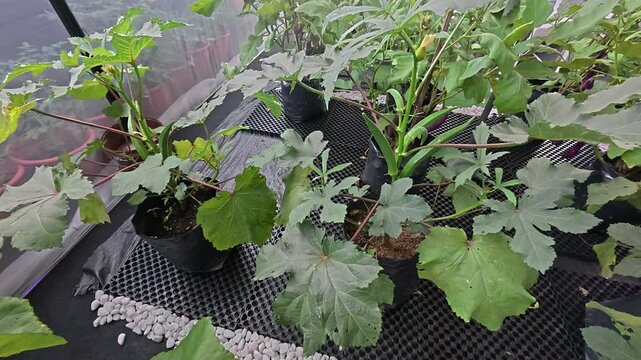 Mature okra plants grow vigorously inside black polybags. The greenhouse features fine mesh walls to protect the crop from insect damage. Fresh green pods are ready for harvest.