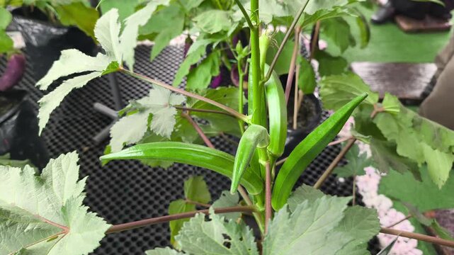 Mature okra plants grow vigorously inside black polybags. The greenhouse features fine mesh walls to protect the crop from insect damage. Fresh green pods are ready for harvest.