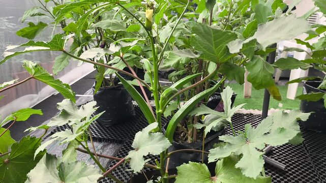 Mature okra plants grow vigorously inside black polybags. The greenhouse features fine mesh walls to protect the crop from insect damage. Fresh green pods are ready for harvest.