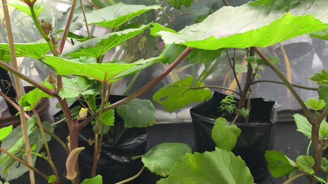 Mature okra plants grow vigorously inside black polybags. The greenhouse features fine mesh walls to protect the crop from insect damage. Fresh green pods are ready for harvest.