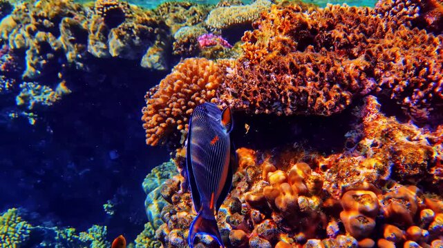 Surgeonfish swimming beside a coral dropoff in Bali with vivid reef textures and shallow tropical water. Colorful marine ecosystem above a deep underwater crevice.