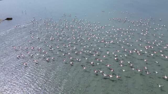 Spectacular 4K drone shot of hundreds of pink flamingos flying low and landing in the shallow waters of Messolonghi lagoon, Greece. Majestic wildlife and nature b-roll.