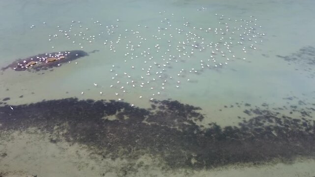 Cinematic 4K drone bird's eye view orbiting a flamingo flock feeding in Messolonghi lagoon. Abstract geometric patterns of wildlife, crystal clear water and dark sea textures.