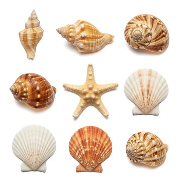 A collection of seashells and a starfish