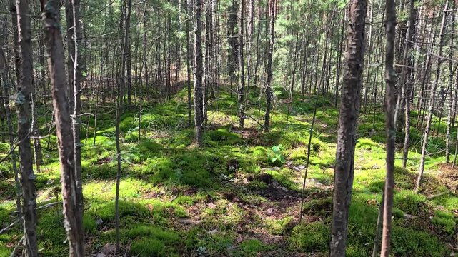 Video of Walk through a mossy pine forest in summer season.
