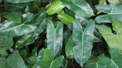 Philodendron patriciae on the house garden. home decoration. nature background © VerraWidhi