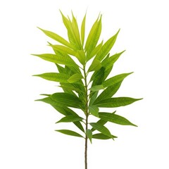 Fototapeta premium A detailed depiction of a fresh basil plant branch showcasing its vibrant green leaves and slender stem
