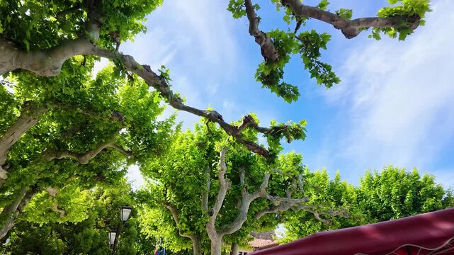 Vibrant Green Sycamore Tree Canopy Against a Sunny Blue Summer Sky