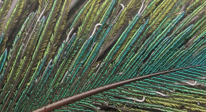 Close-up of a vibrant peacock feather, showcasing its intricate iridescent patterns and delicate barbules in stunning detail.