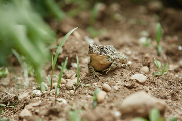 Small Toad Sitting on Dry Soil in Natural Habitat © Polina