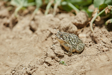 Small Toad Sitting on Dry Soil in Natural Habitat © Polina