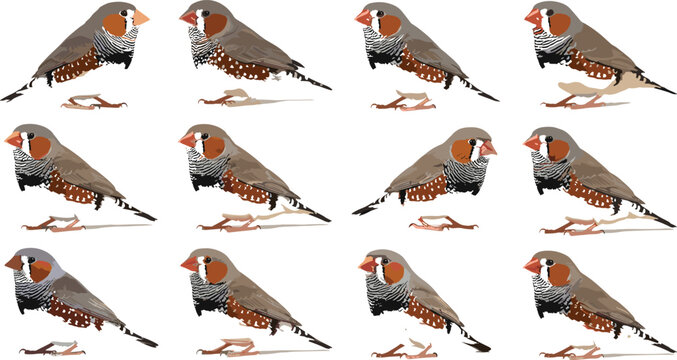 Finch Bird Vector Illustration Collection with Realistic Small Sparrow Wildlife Characters for Nature, Ornithology and Animal Design Projects