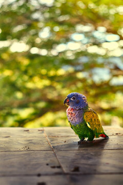 LORO 