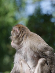 Fototapeta premium Back View of a Rhesus Macaque Looking Away in a Sunlit Forest