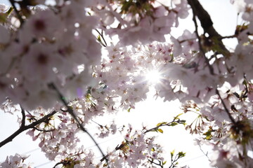 桜から見える木漏れ日 © 合資会社まつだ企画