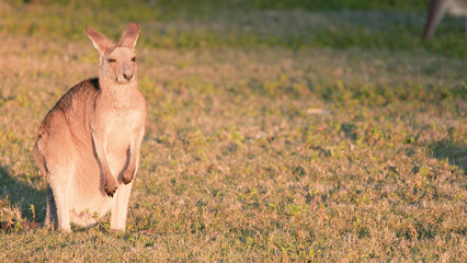 Young Kangaroo Joey Standing in a Grassy Field at Golden Hour © blueringmedia