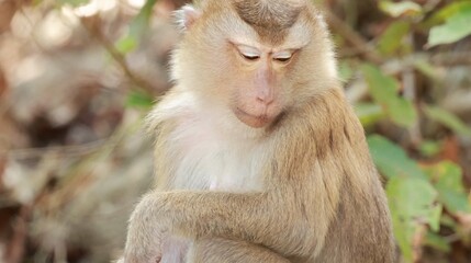 Fototapeta premium Close-up of a contemplative Southern Pig-Tailed Macaque in a tropical forest