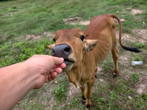 The cows are in the field.