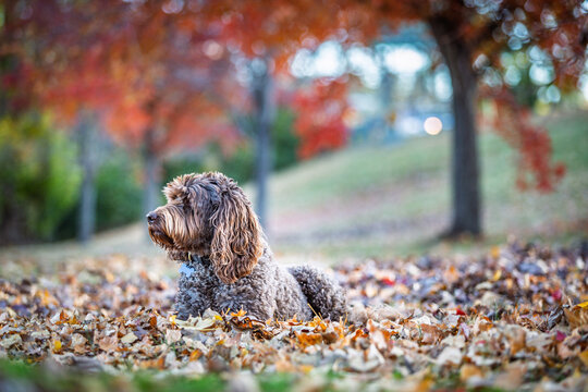 labradoodle in park with copy space
