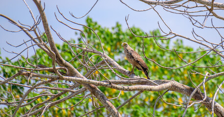 Obraz premium Crested serpent eagle juvenile bird perched on bare tree branches in tropical forest