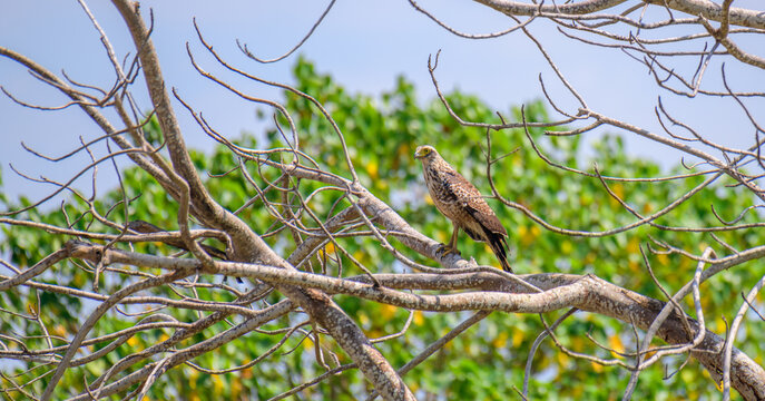 Crested serpent eagle juvenile bird perched on bare tree branches in tropical forest