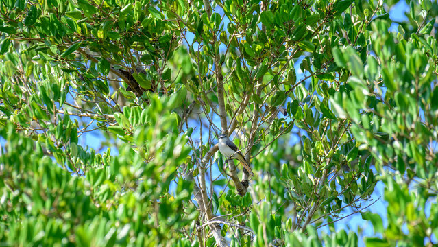 Small minivet female bird perched among green tropical foliage, colorful wild bird hidden in forest habitat