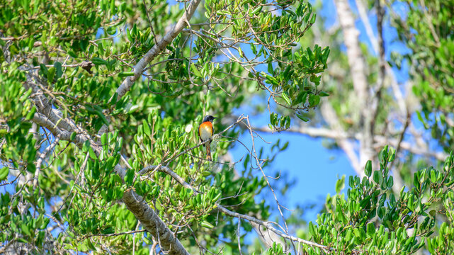 Small minivet male bird perched among green tropical foliage, a colorful wild bird hidden in a forest habitat