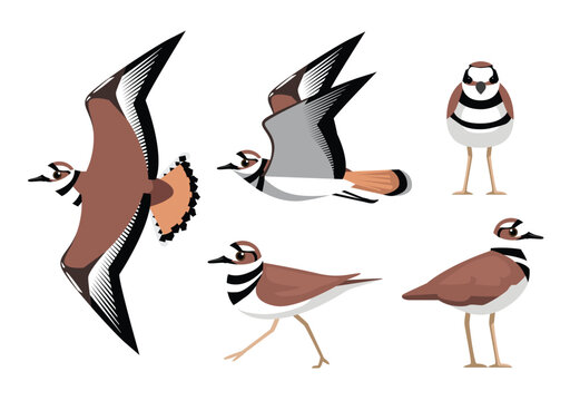 Killdeer Plover Bird Various Poses Cartoon Vector Character