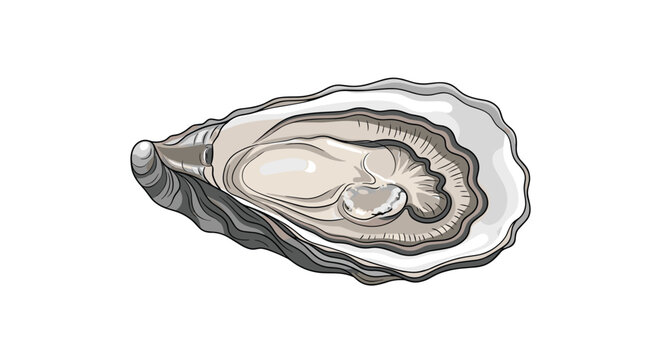 Detailed illustration of an opened oyster shell revealing the soft interior pearl like meat for seafood restaurant menus and decor.
