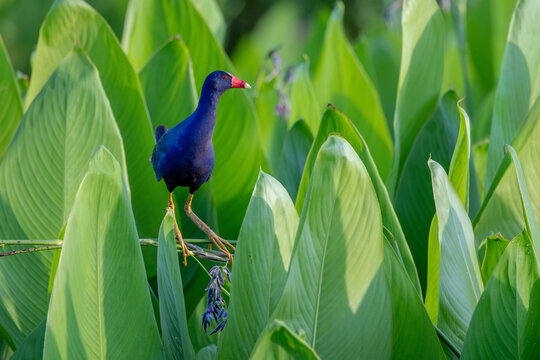 A purple gallinule (Porphyrio martinica) eating flowers or seeds from a marsh plant in the morning light in south Florida