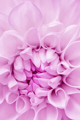 Obraz premium Abstract nature pattern of flower petals pink color, nature texture as natural background or backdrop. Macro flowery texture, colored aesthetic photo of blooming dahlia petal, trend botanical design.
