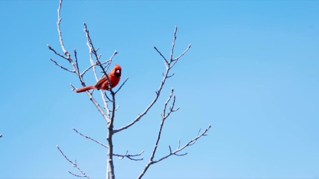 Male Cardinal Red Bird Sitting On Tree Branch In Nova Scotia Canada Close Up Forest Wildlife Scene Searching Food Early Spring Natural Habitat Slow Motion 4K
