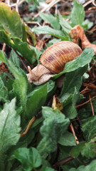 A brown snail crawling on a lush green fuzzy leaf in a humid natural forest. © Coffee_Reflections