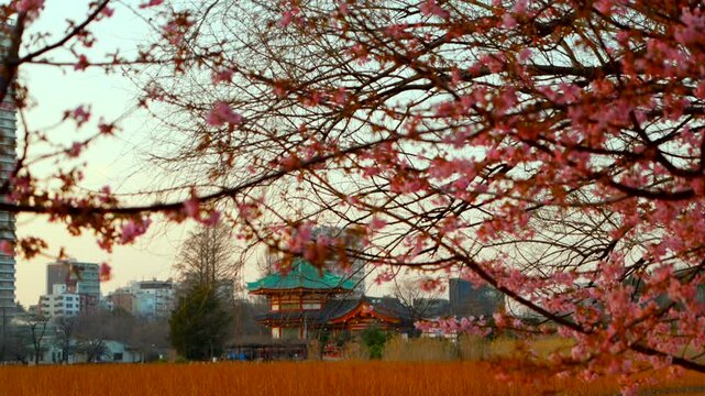 A scenic tilt down shot through delicate cherry blossoms reveals the iconic Shinobazu Bentendo Temple reflecting in the pond at Ueno Park, Tokyo during golden hour.