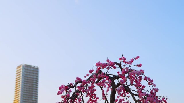 A beautiful tilt down shot of vibrant pink cherry blossoms at Ueno Lake during sunset, featuring modern city buildings in the background and dry winter plants