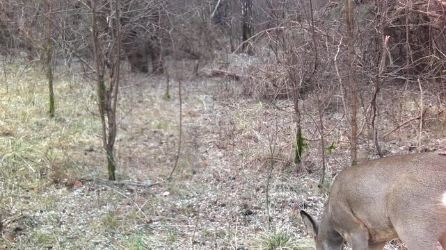 Male roe deer (Capreolus capreolus) during antler molting in the bush. Saaremaa, Estonia. Ideal for educational content.