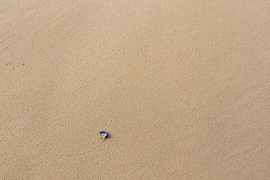 Single mussel shell on expanse of smooth wet sand at low tide