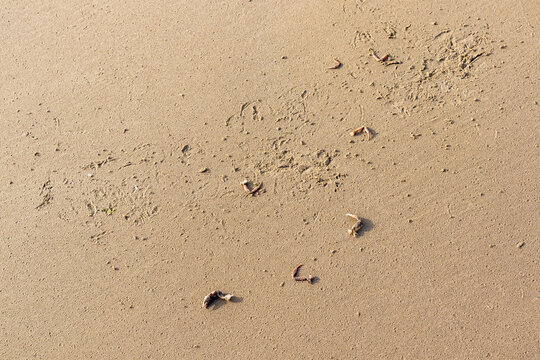 Crab remains and bird tracks scattered across smooth wet sand on a tidal beach