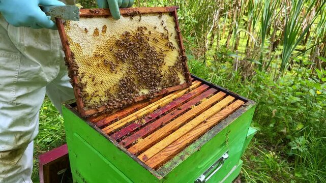Western honey bee Apis mellifera frame with brood comb partially cleared by beekeeper during inspection to assess colony condition brood pattern and health inside hive static close up shot