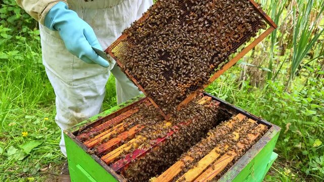 Beekeeper wearing protective bee suit gloves and veil using hive tool to inspect Apis mellifera colony on comb inside hive during routine apiary management static close up shot