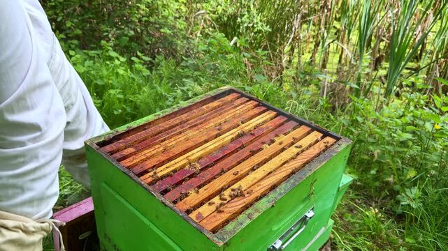 Western honey bee Apis mellifera colony as beekeeper applies smoke to mask alarm pheromones then lifts frame with capped comb to inspect brood pattern and colony condition during apiary operation