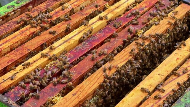 Western honey bee Apis mellifera workers moving across parallel hive frames with defined bee space between comb edges showing colony organization and worker traffic inside hive static close up shot